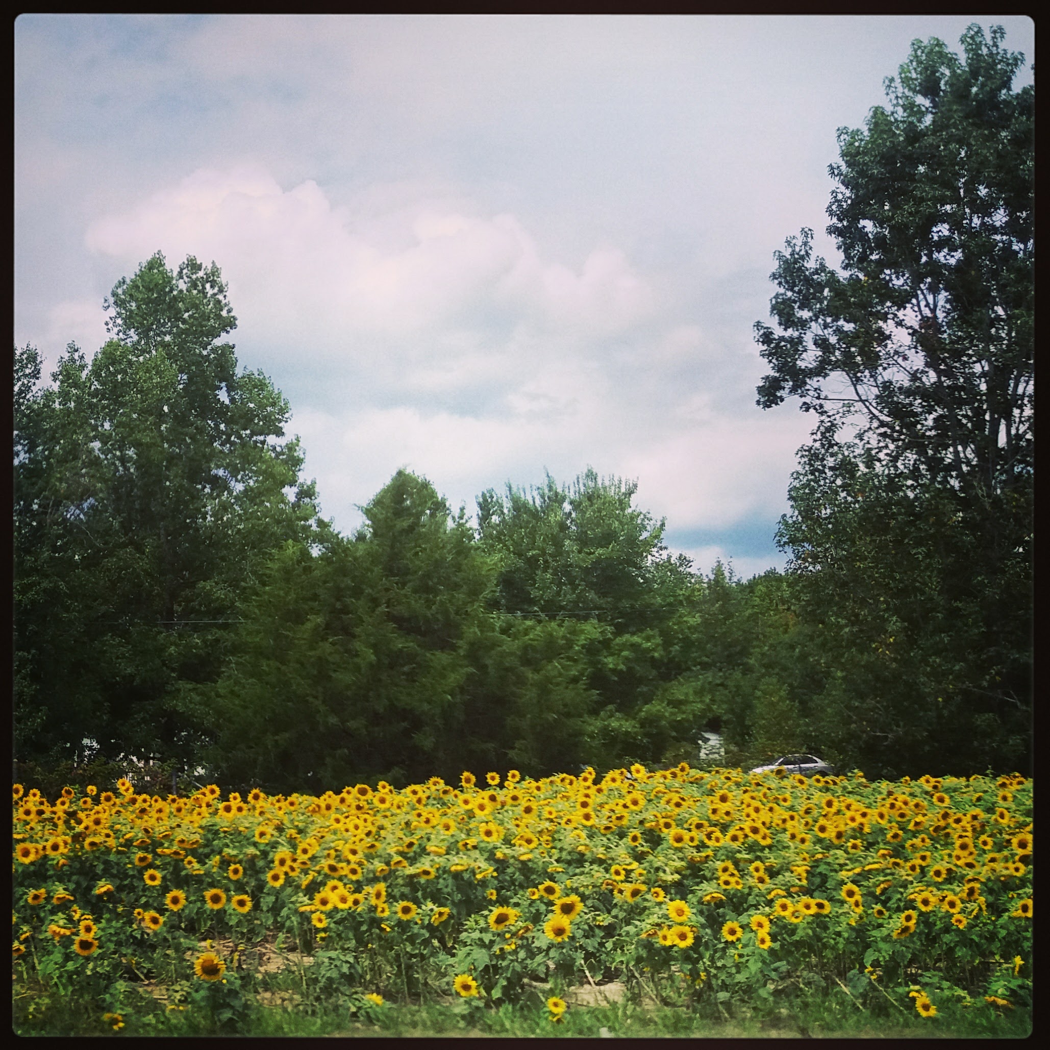 Sunflowers on the side of the road (Georgia?)